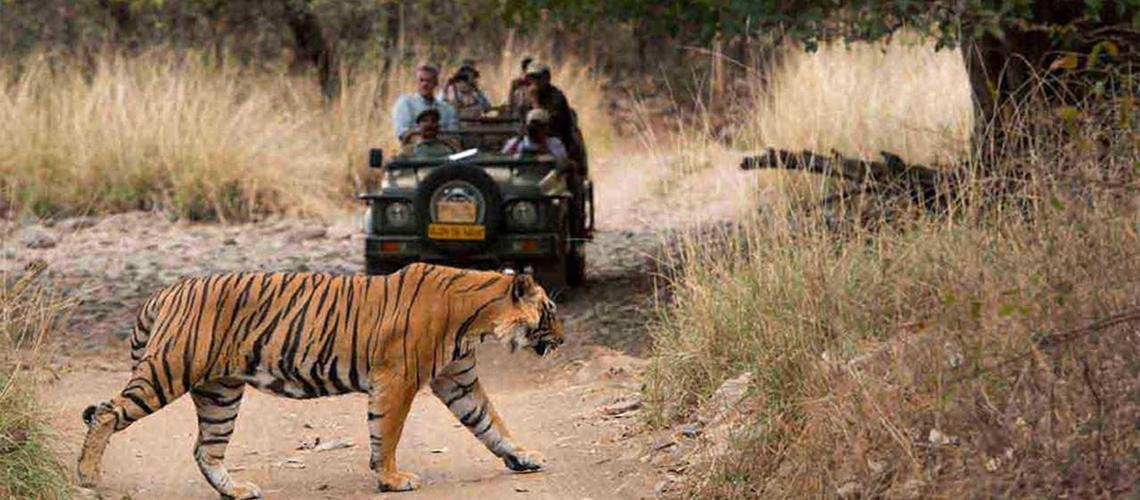 Book Taxi, Car, Cab for Ranthambore Wildlife Package Book Taxi, Car, Cab for Ranthambore Wildlife Package